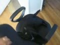 Tribute to Bagheera