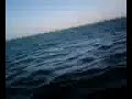 Bull Shark Buffet