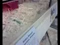 hyper dwarf hamster