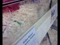 hyper dwarf hamster