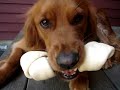 Chelsea the Golden Retriever Loves Bones