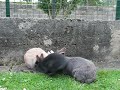 lapin