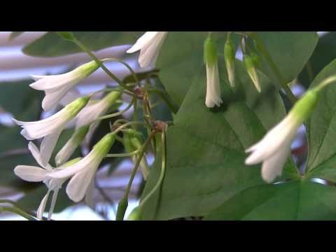 how to transplant oxalis