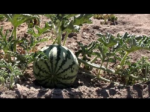 siembra de sandia - Esta planta requiere temperaturas altas en todo su desarrollo.