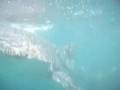 Whale-Shark-at-Bali