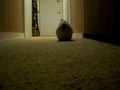 My rabbit hopping in the hallway!