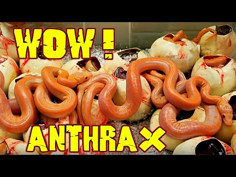 YouTube reptile video