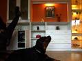 videos de rottweiler singing