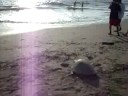 Sea Turtle Returning to Ocean