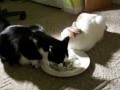 my cats and some catnip
