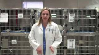 Animal Medical Hospital, Charlotte - Emergency Services with Dr. Kupprion