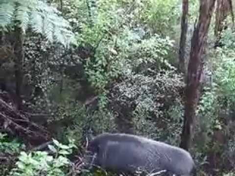 how to train pig dogs