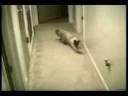Funny Cats - Hilarious Funny Cats - Hilarious