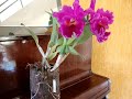 Amo orquideas...
Agradeço a Deus sempre por me presentear com flores como esta.