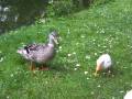 videos de Duck class #1 - The Dutch way