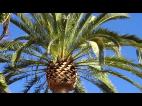 how to transplant phoenix canariensis