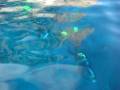 videos de Tauchen (Diving) in Campese, Isola del Giglio, Italien (Italy), 2008