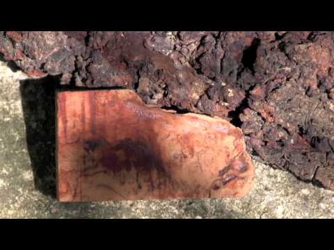 how to harvest tree burls