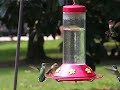 A plethora of Hummingbirds