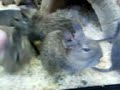Degu Madness