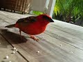Madagascar Fody. Bird of Seychelles