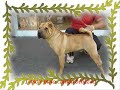 Shar pei/Kioma Smeagol,the Lord of the Shar pei