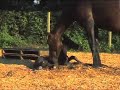 Geboorte Huppel Geboorte Huppel