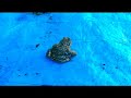 Le r�ve de Roberto le crapaud (extrait Anna Ternheim)