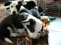 Puppy 20070405 Welsh Corgi Cardigan 02 Puppy 20070405 Welsh Corgi Cardigan 02