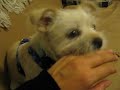 Kiko Playing