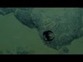 深海蝙蝠俠！