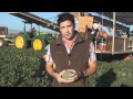 Cantaloupe Farmer Shows You What To Look For In A Ripe Melon