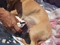 Brand New Squeaky Puppies
