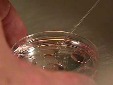 In Vitro Fertilization (IVF) - ...