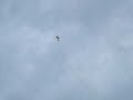 Red bull air race - rio de janeiro