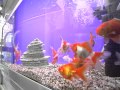 Видео - Золотые рыбки вуалехвосты