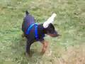 Dobberman Pincher Puppy
