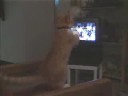 gato boxero