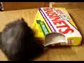 raisinets raisinets