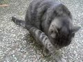 Itchy Desi