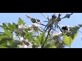 Blackberry flower tries to hold back tree bumblebee. Blackberry flower tries to hold back tree bumblebee.