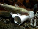 Hand Feeding Bullhead
