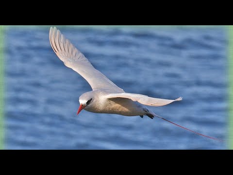 <p>Norfolk Island: its origins and the critical importance of birds in its ecosystems</p>
 video thumbnail