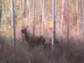 Chasse biche et faon 2