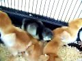 Baby Chickies- When you give a chicken a worm...