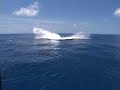 whales breaching and pec flapping in Bermuda