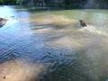 watch axyl leap!