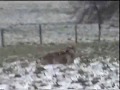 Gonici-Rapca(Dragas)-Zec zimi