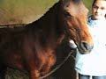 voici le poney-club !!