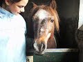 voici le poney-club !!